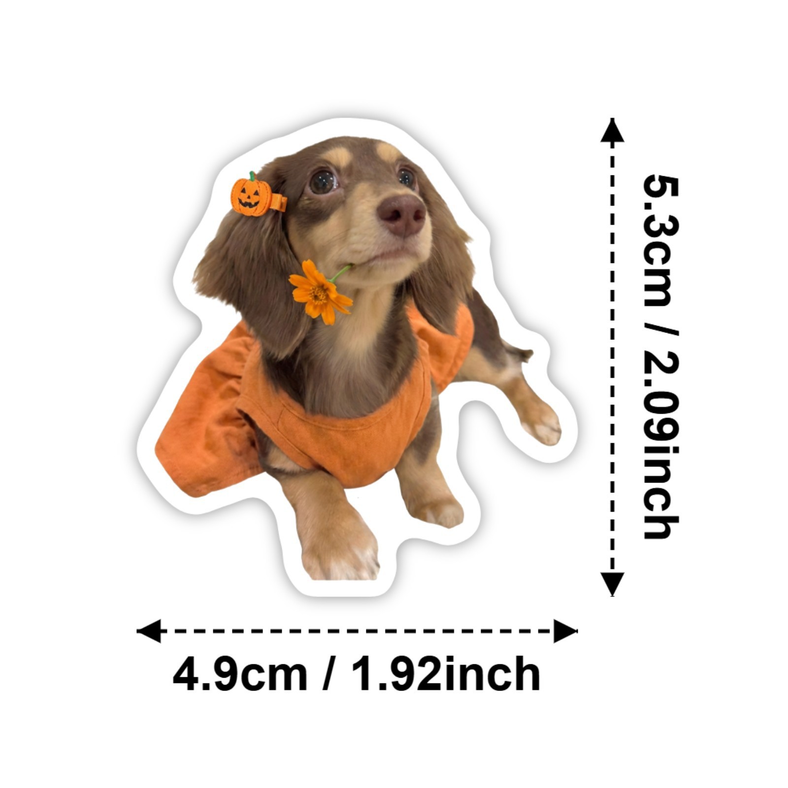 50 Pcs HD Cute Dachshund Stick - Motorcycle Gear For Dogs ulasan dan harga